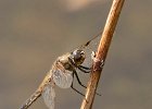John Scholey - Four Spotted Chaser.jpg